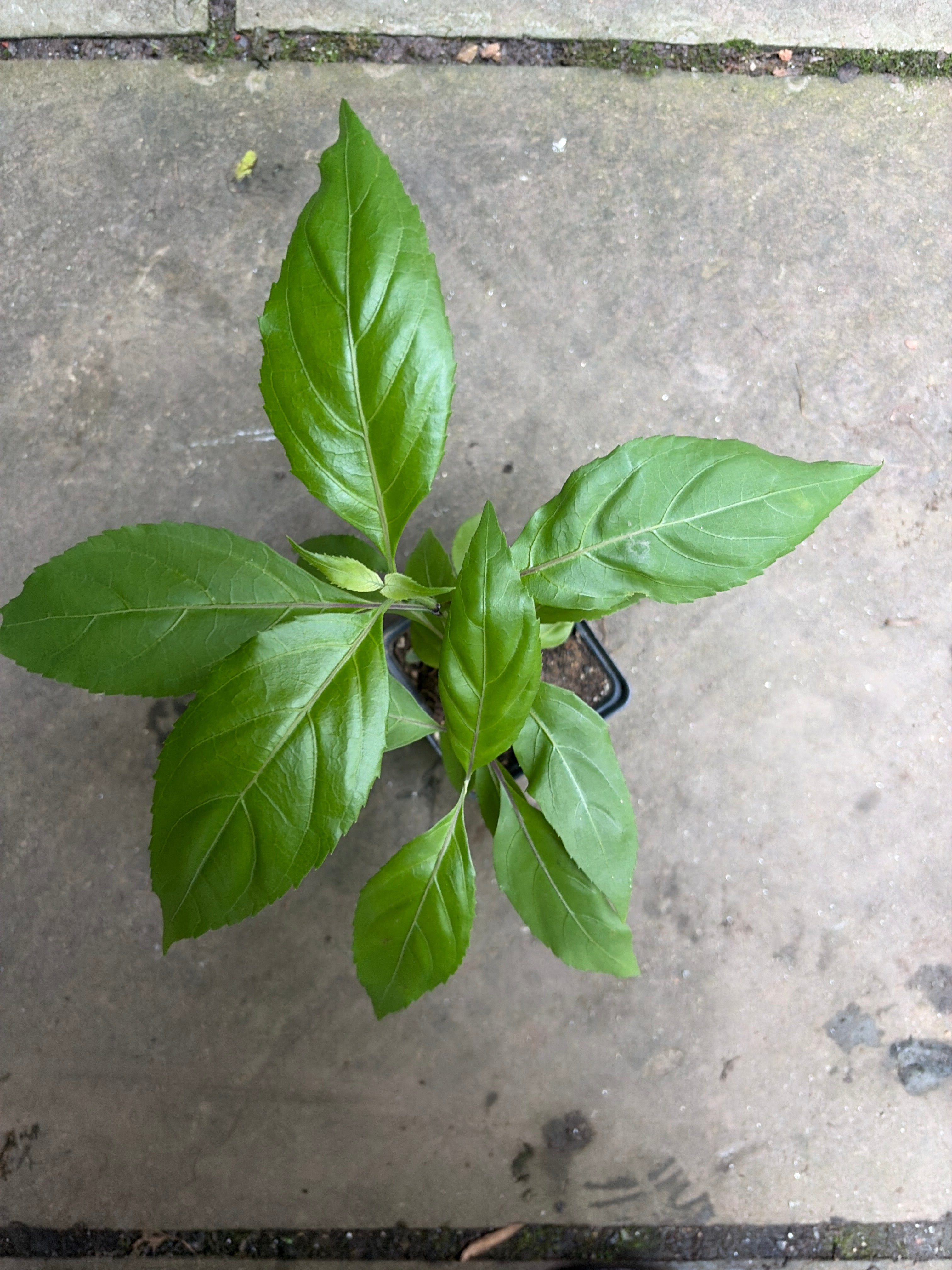 Belize Sage Live Plant (Salvia miniata) – Hummingbird & Pollinator Perennial, Zones 9–11 — plant detail