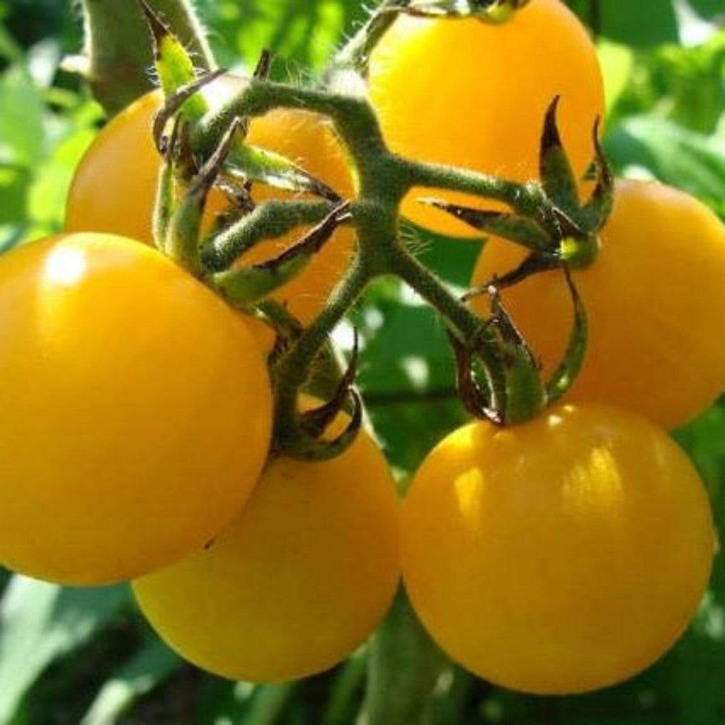 Honey Drop Tomato yellow cherry fruit and foliage