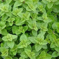 Italian Oregano Live Plant – Origanum × majoricum