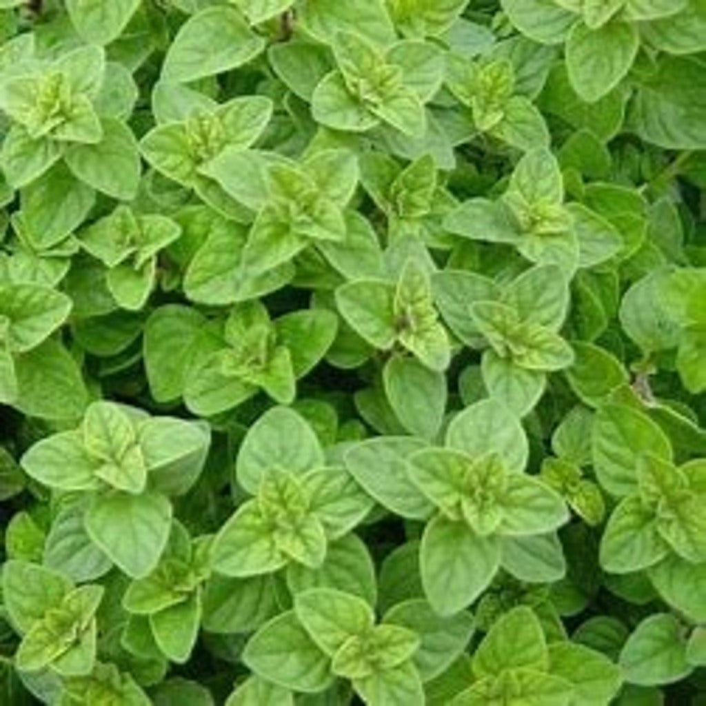 Italian Oregano Live Plant – Origanum × majoricum