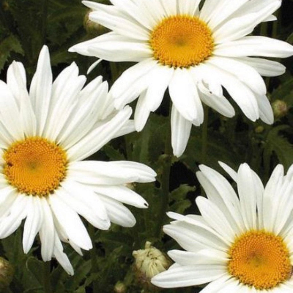 Steep Hill Garden Shasta Daisy Alaska Seeds - White Perennial, Deer Resistant, 50 Count