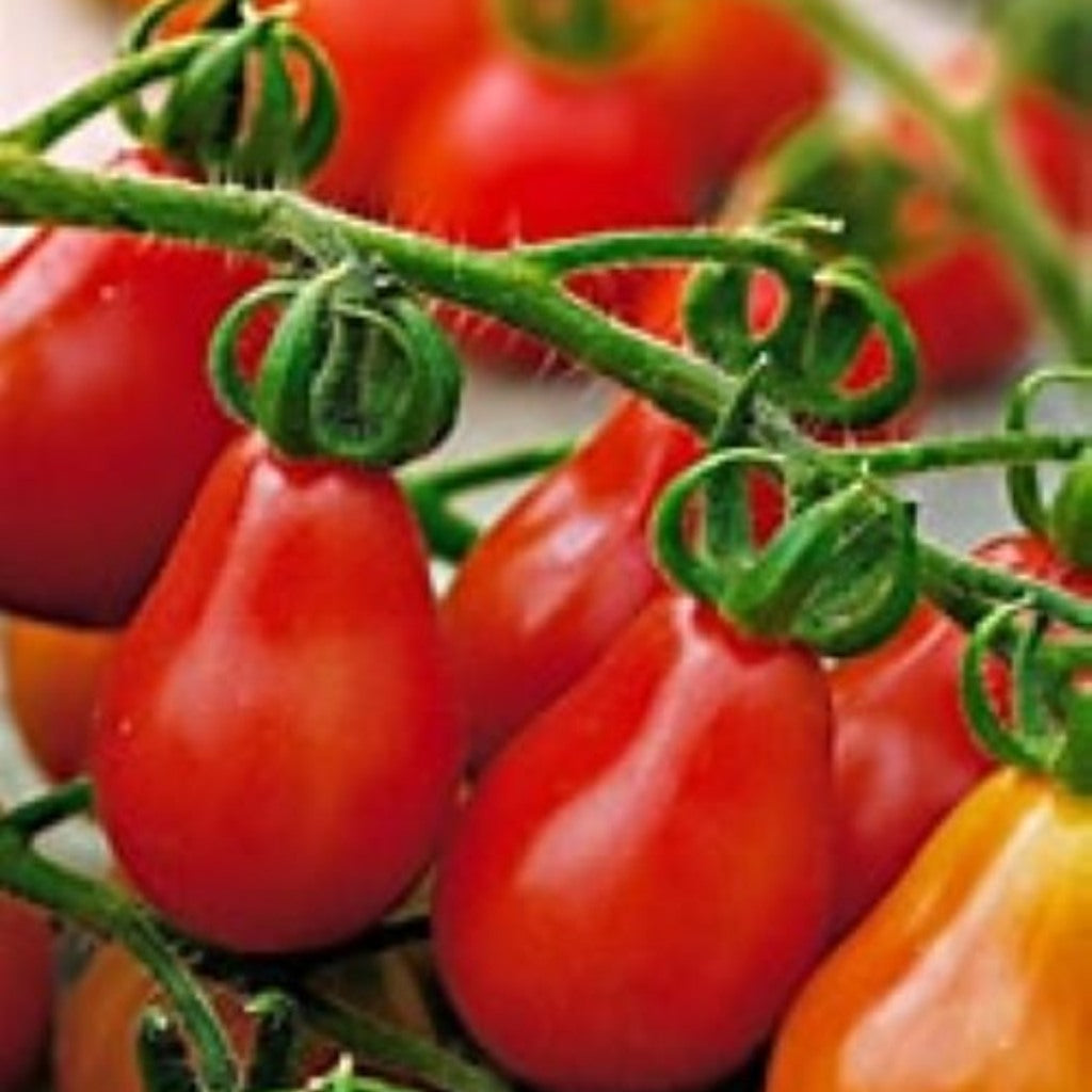 Steep Hill Garden Red Pear Tomato Seeds