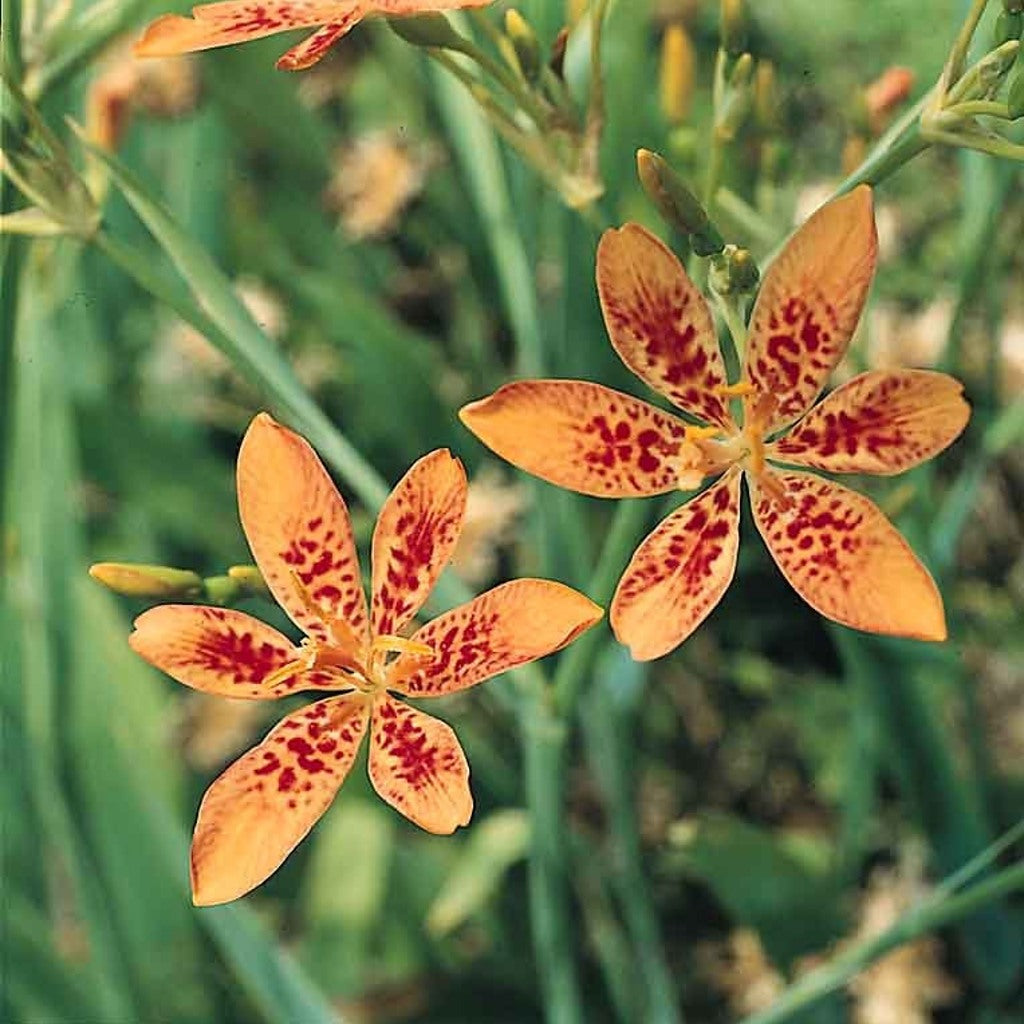 Blackberry Lily Plants - Leopard Flower, Orange Spotted Blooms, Zones 5-10