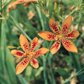 Blackberry Lily Plants - Leopard Flower, Orange Spotted Blooms, Zones 5-10