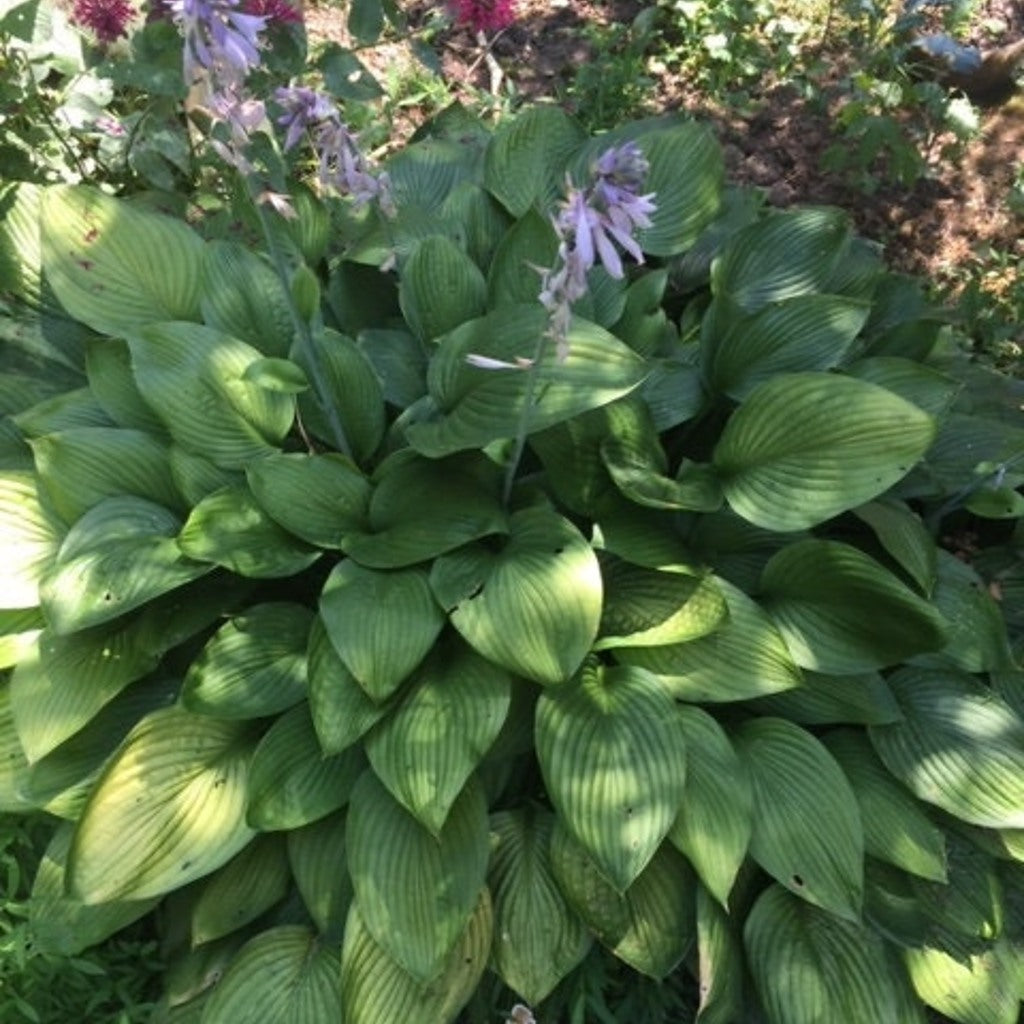 Purple flowering hosta plant for a shaded garden