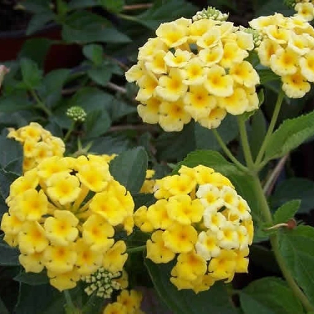 Chapel Hill Yellow Hardy Lantana Live Plant – Hardy Perennial, Butterfly Magnet, Zones 7+ — plant detail