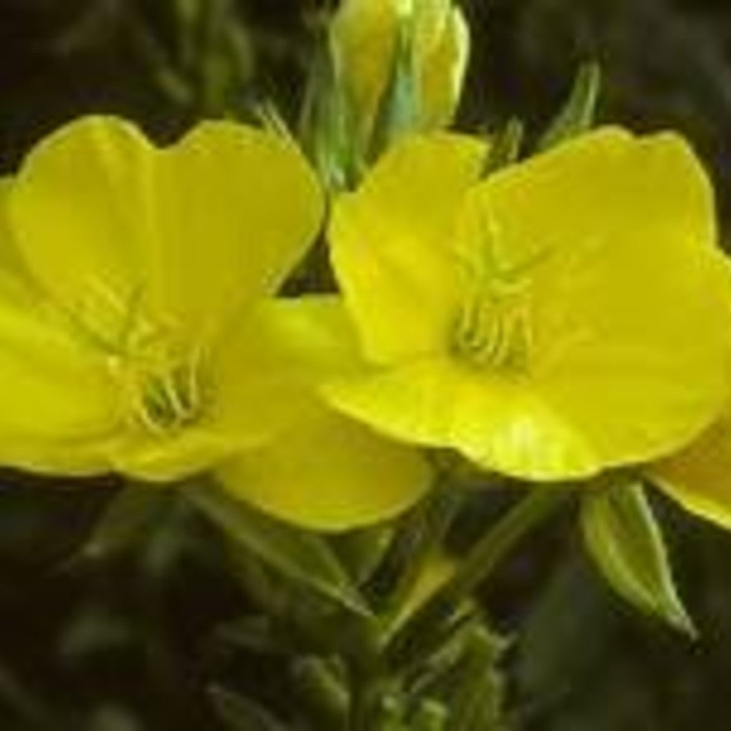 Common Evening Primrose Live Plant (Oenothera biennis)