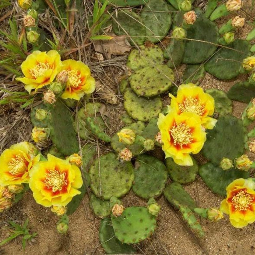 Eastern Prickly Pear Cactus (Opuntia humifusa) Live Plant