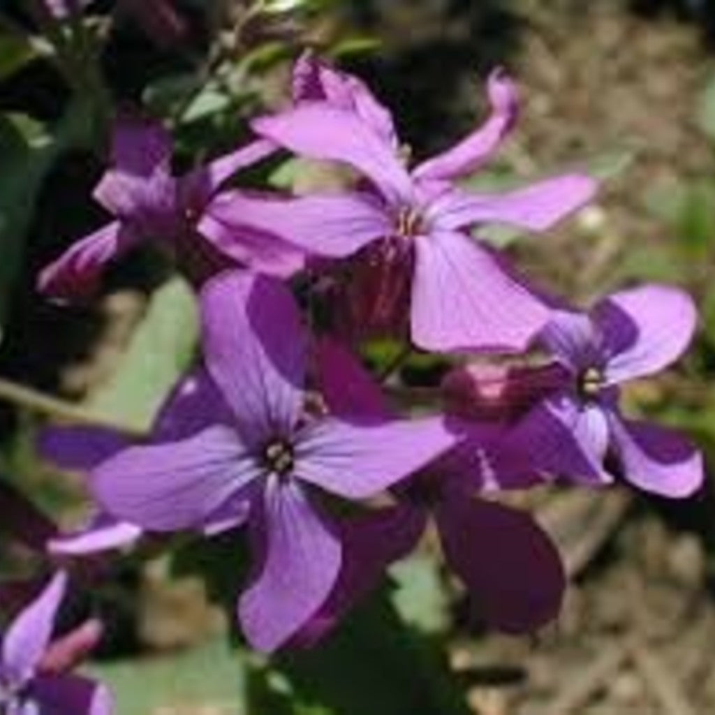 Biennial Lunaria flowers
