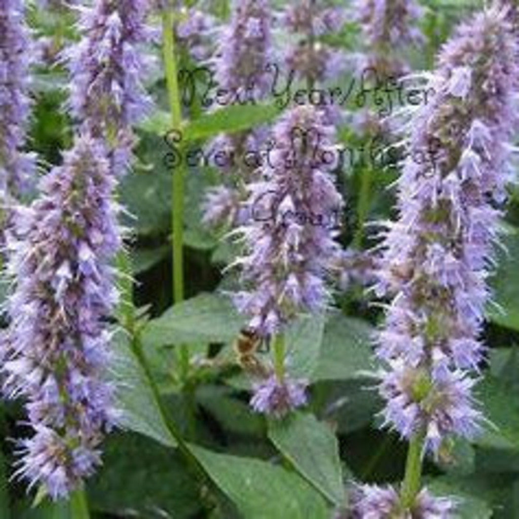 Purple flowering Agastache rugosa Korean mint plant