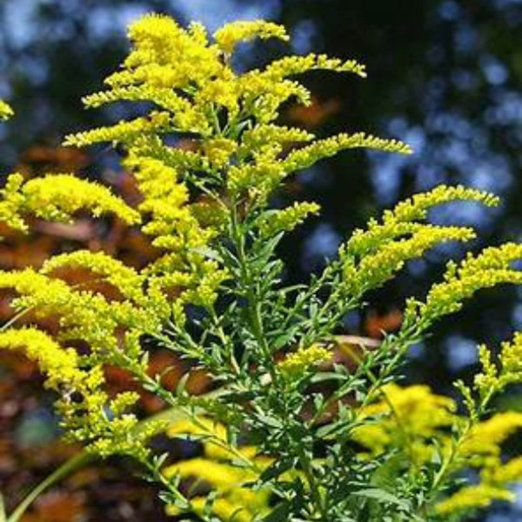 Goldenrod plant detail