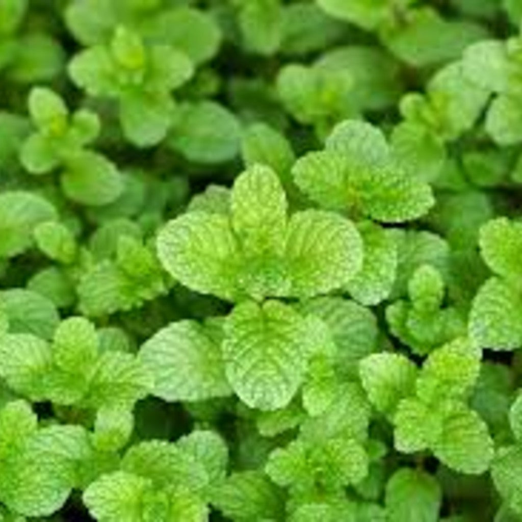 Spearmint - Edible Herb Plant, Refreshing Tea & Cooking, Zones 3-11 — fruit