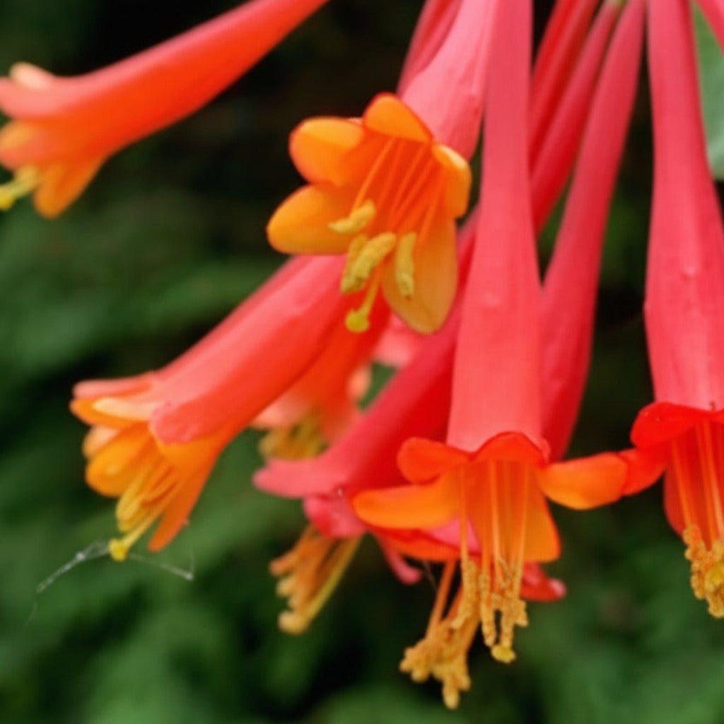 Native Coral Honeysuckle Live Plant – Lonicera sempervirens – Hummingbird Vine — plant detail