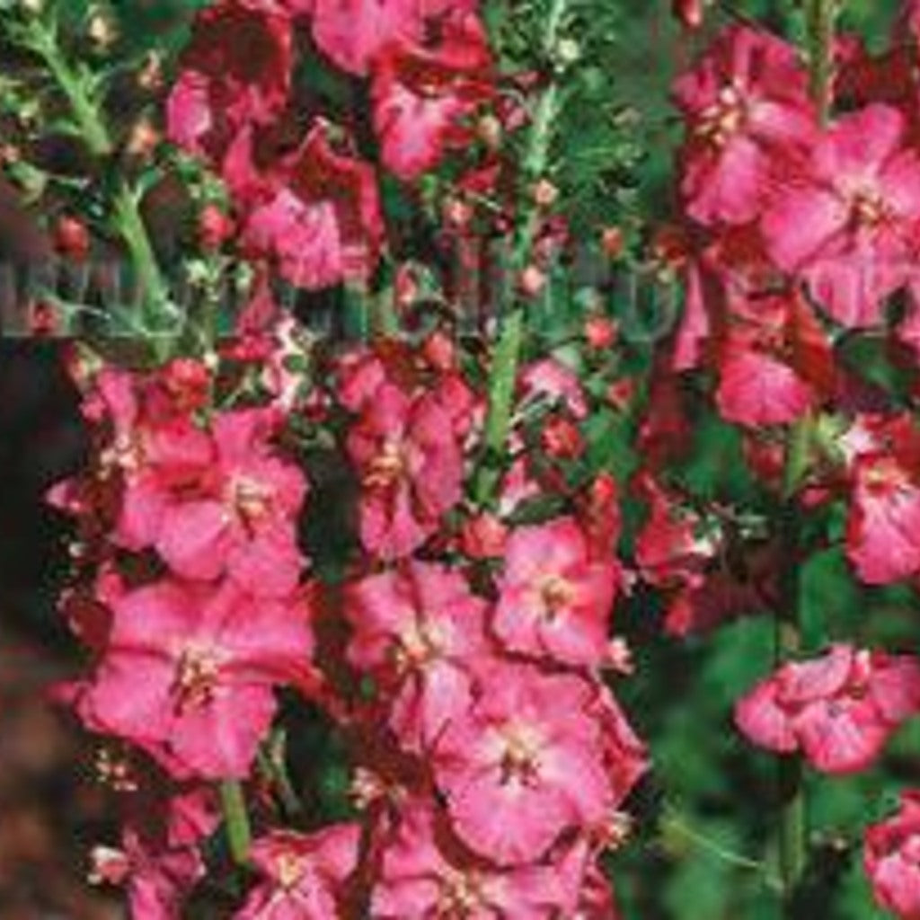 Verbascum Phoeniceum Rosetta (Pink Mullein) Plant, , Perennial Flower, Full-Part Sun