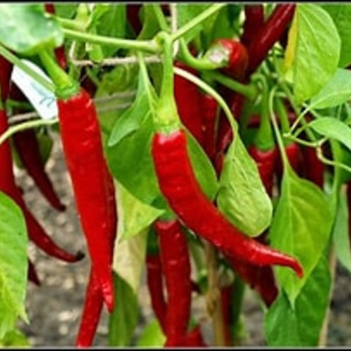 Red Ring of Fire cayenne peppers growing on the plant