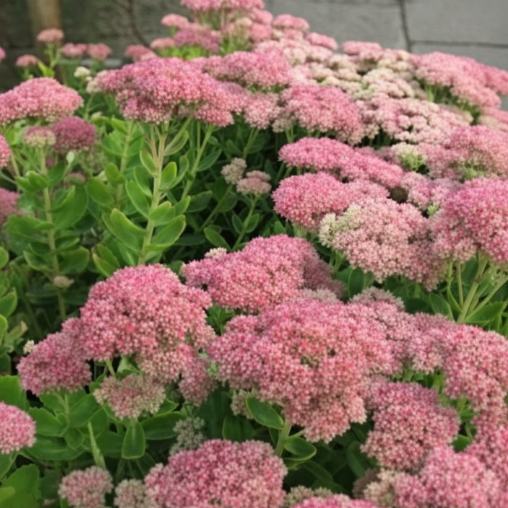 Autumn Joy Sedum pink to rose-red flower heads