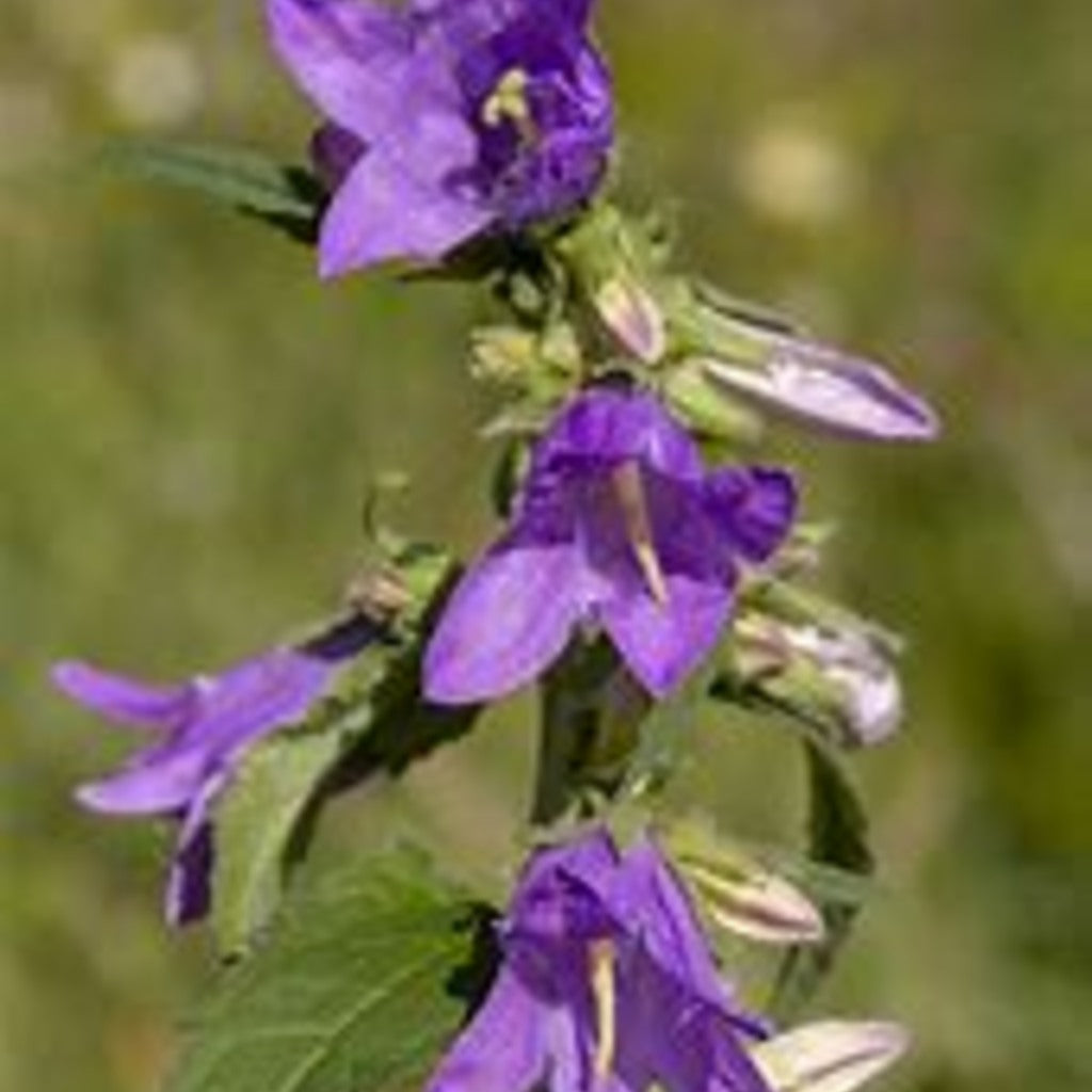 Nettle-Leaved Bellflower (Campanula trachelium) Live Plants — plant detail