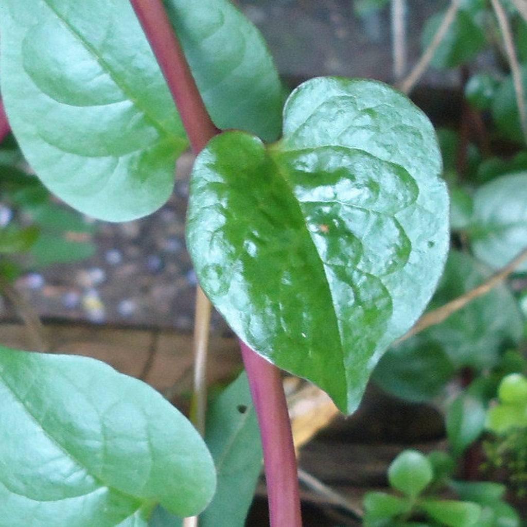 Red Malabar Spinach Plants, Annual Vegetable, Full Sun