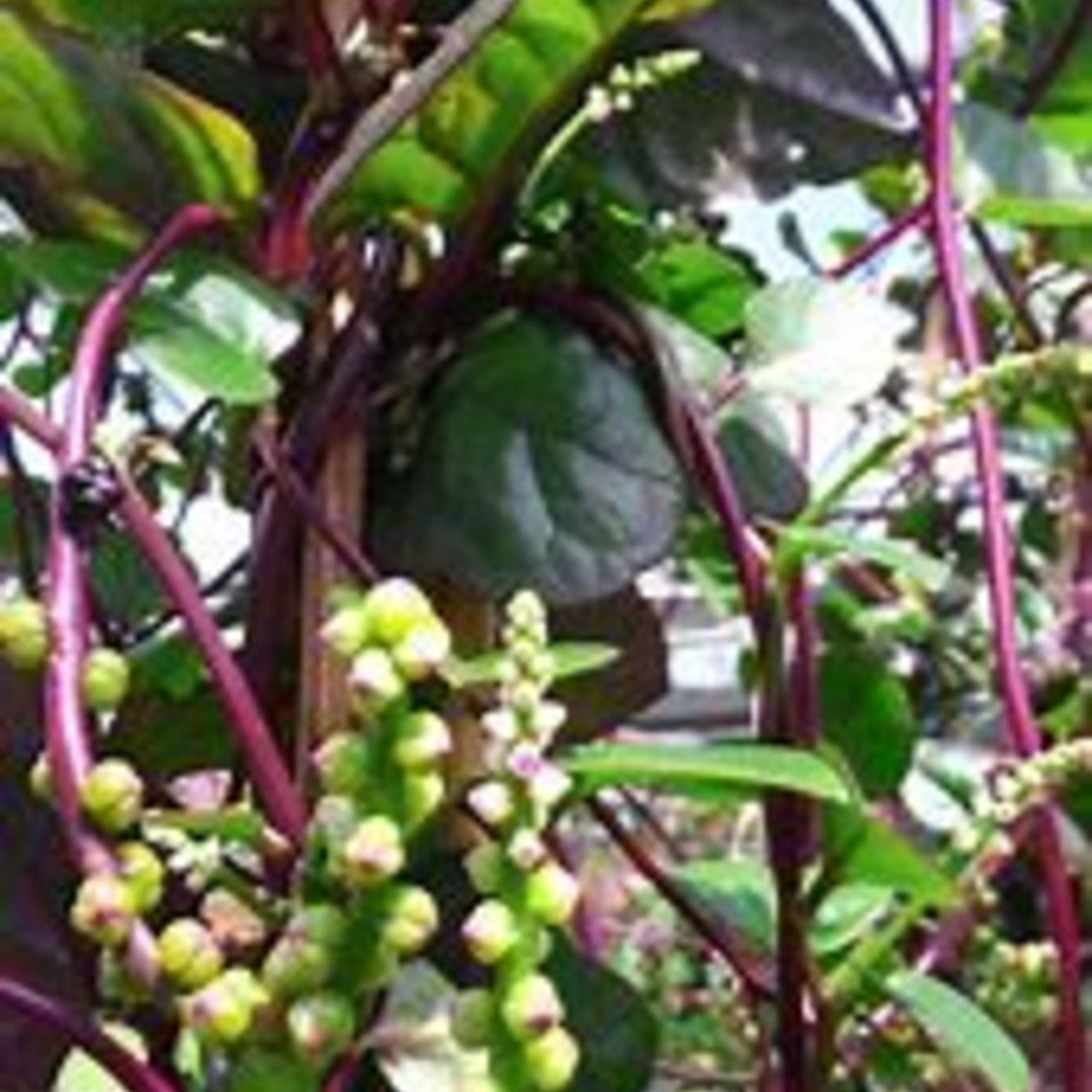 Red Malabar Spinach Plants, Annual Vegetable, Full Sun — plant detail