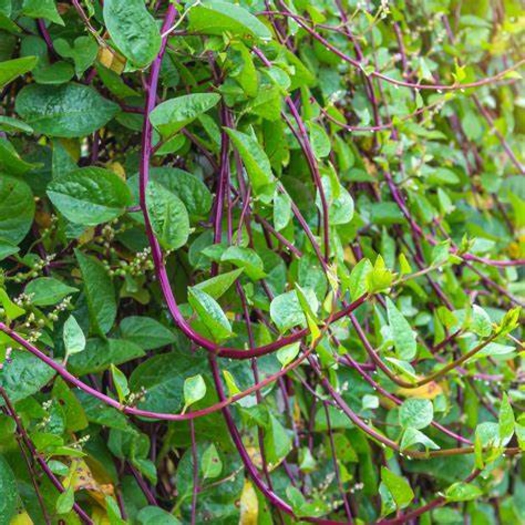 Red Malabar Spinach Plants, Annual Vegetable, Full Sun — plant detail