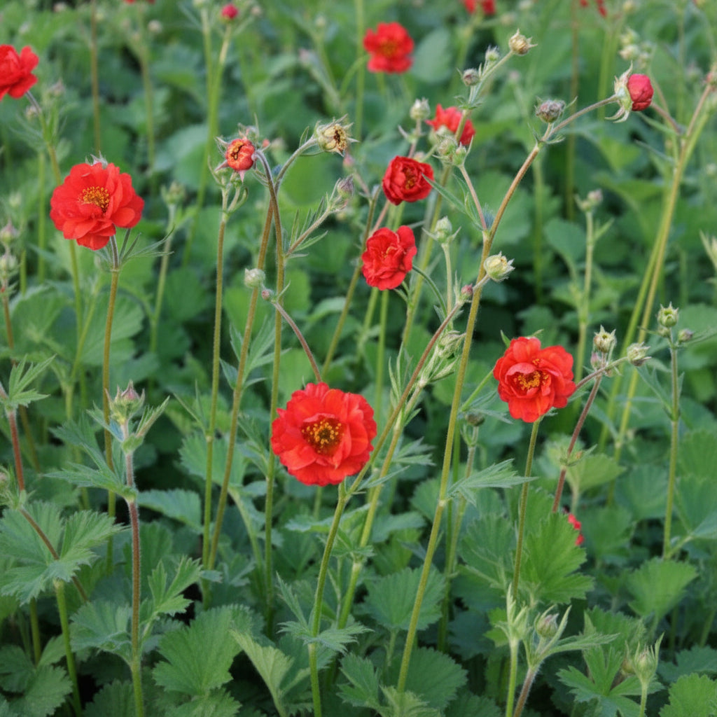 Geum 'Mrs. J. Bradshaw' (Feuerball) Live Plants – Semi-Double Red Blooms, Perennial, Zones 4–10 — plant detail