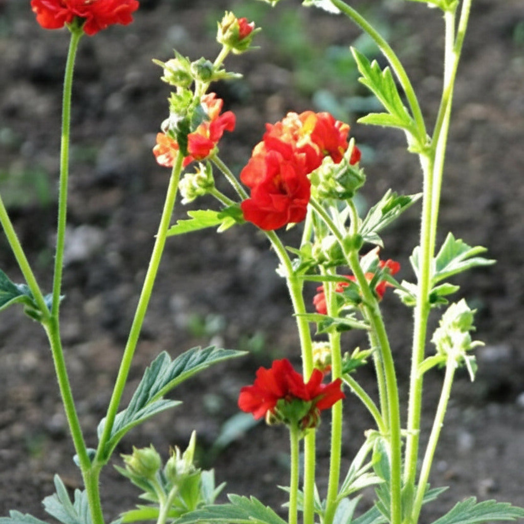 Geum 'Mrs. J. Bradshaw' green foliage and red blooms