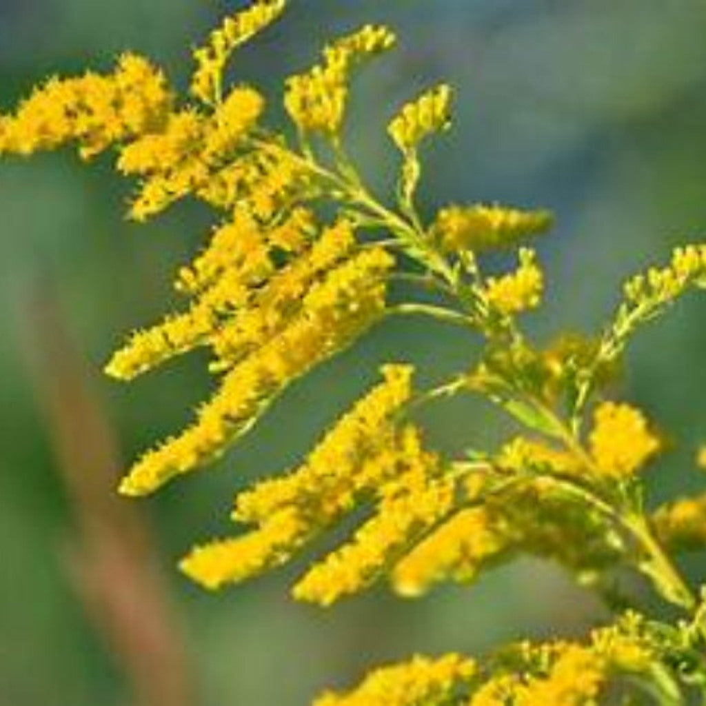 Goldenrod Altissima plant detail