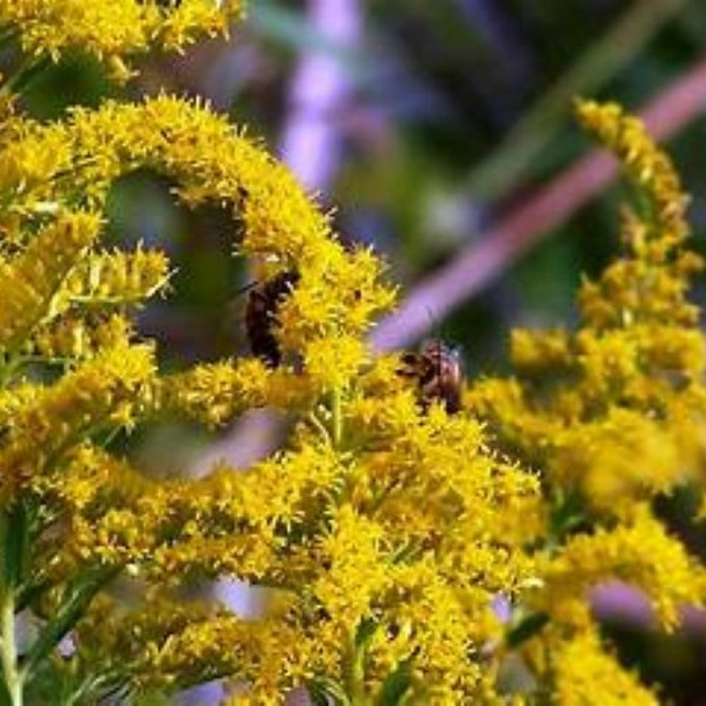 Goldenrod Altissima plant detail