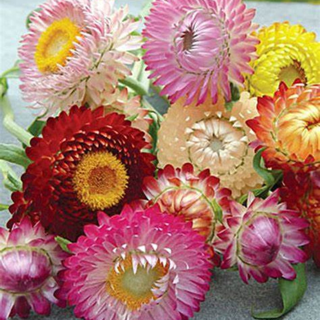 Mixed strawflowers blooming in pink, yellow, orange, red, and white