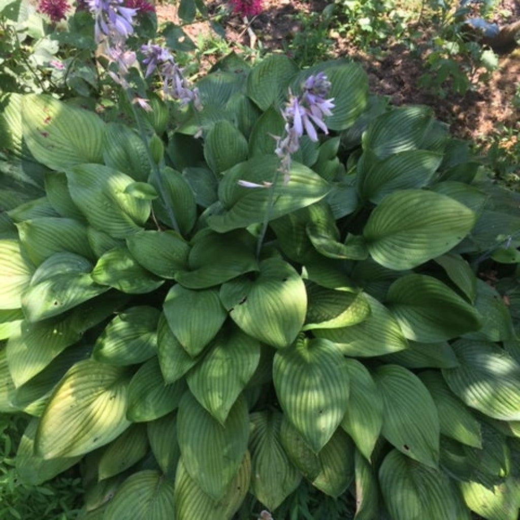 Lavender-purple hosta flowers and green foliage