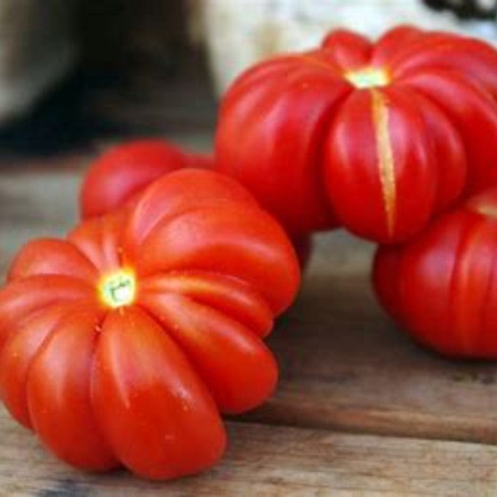 Tomato plant detail