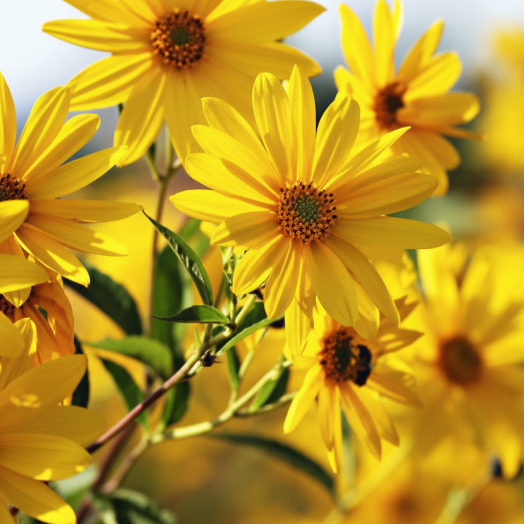 Helianthus Jerusalem plant detail