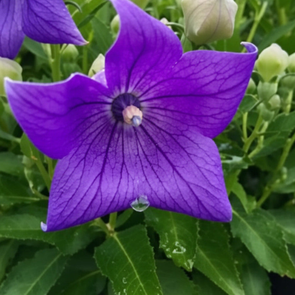 Balloon Purple flowers