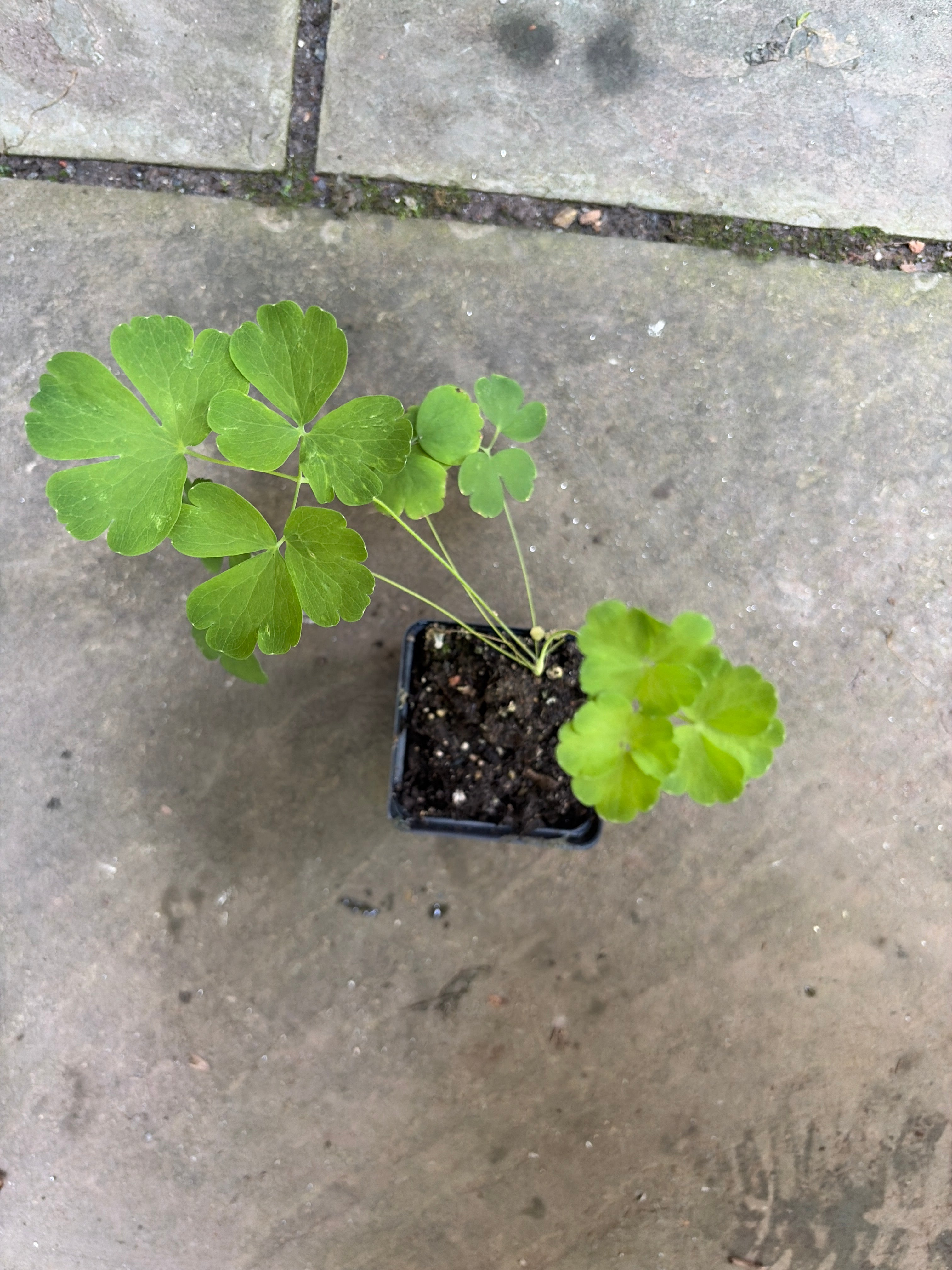 Eastern Red Columbine Live Plants (Aquilegia canadensis) – Native Perennial, Part Shade, Zones 3–9