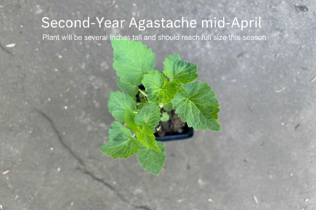 Anise Hyssop Plants - Agastache Rugosa White Giant
