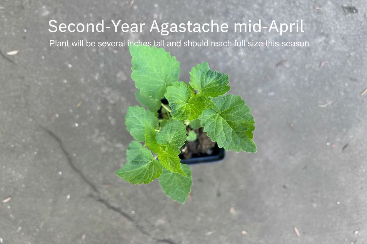 Anise Hyssop Plants - Agastache Rugosa White Giant