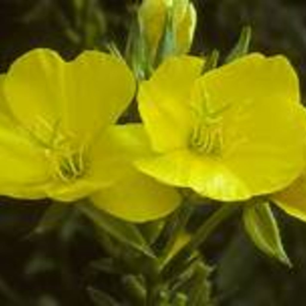 Common Evening Primrose Live Plant (Oenothera biennis) — plant detail