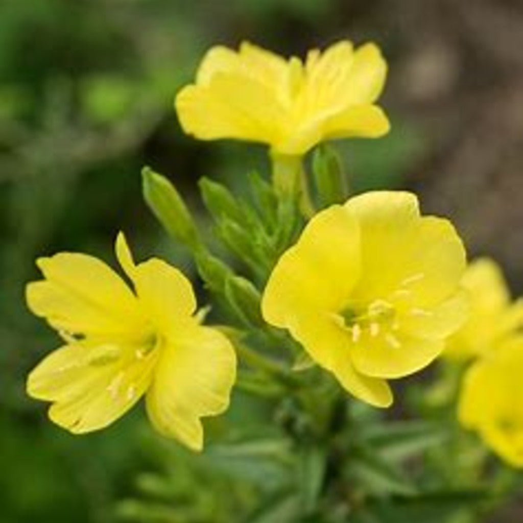 Common Evening Primrose Live Plant (Oenothera biennis) — plant detail