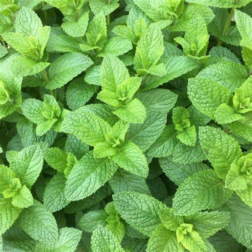 Spearmint - Edible Herb Plant, Refreshing Tea & Cooking, Zones 3-11 — fruit