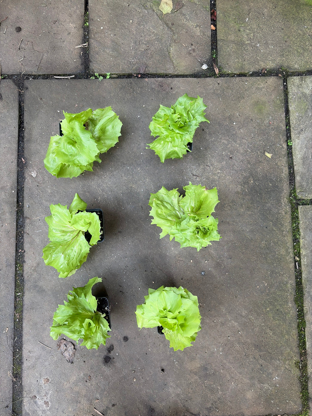 Mirabella Castelfranco Radicchio (Cichorium intybus 'Mirabella Castelfranco') Live Plant – Mild Italian Chicory