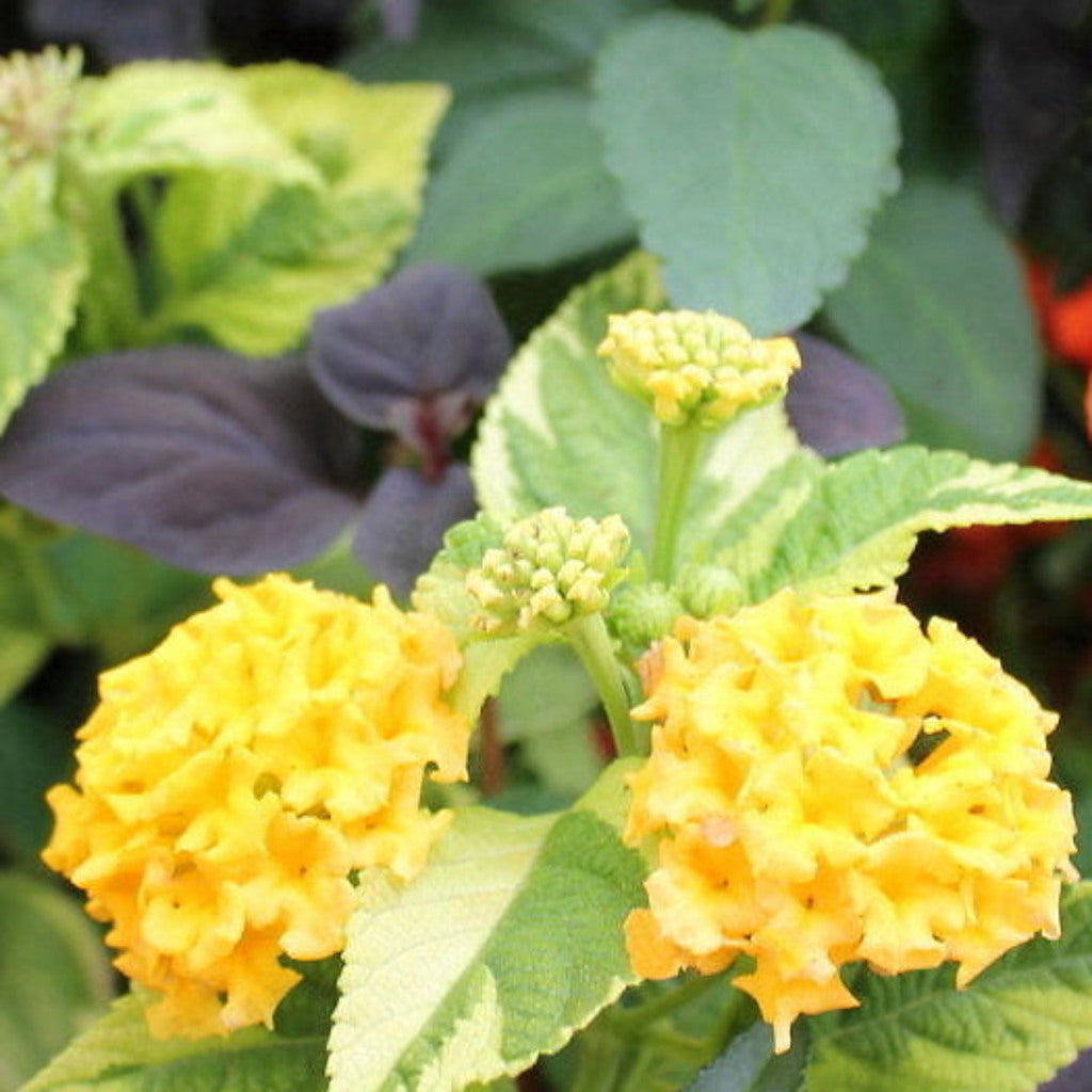 Samantha Lantana Live Plant – Purple & Yellow Blooms, Pollinator-Friendly, Zones 7–11 — plant detail
