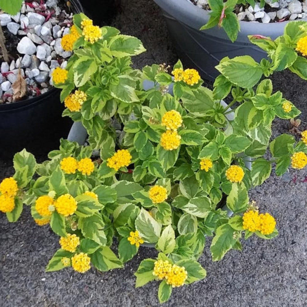 Samantha Lantana Live Plant – Purple & Yellow Blooms, Pollinator-Friendly, Zones 7–11 — plant detail