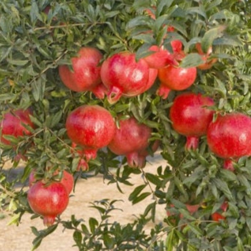 Eve Pomegranate Tree Potted Plant - several sizes