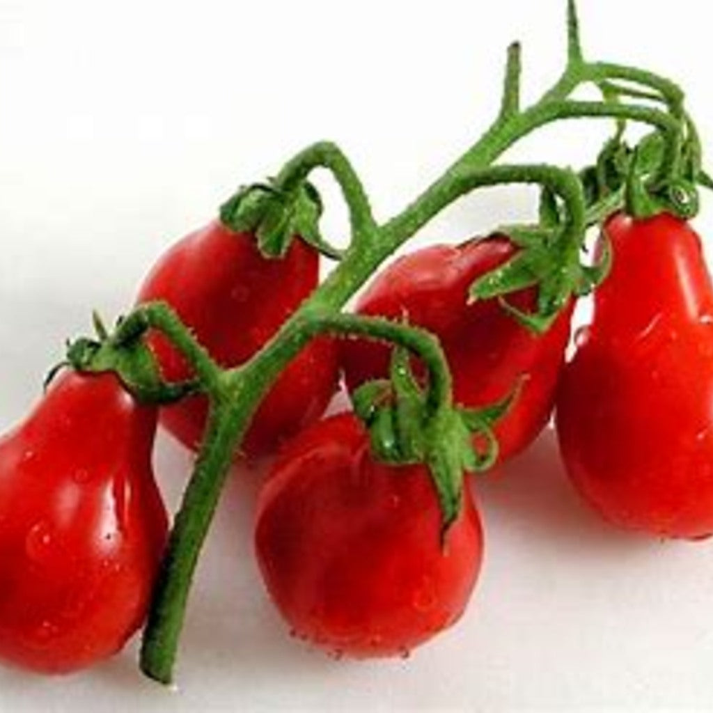 Tomato fruit