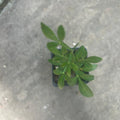 Hardy Orange Live Tree – Poncirus trifoliata – Cold-Hardy Citrus