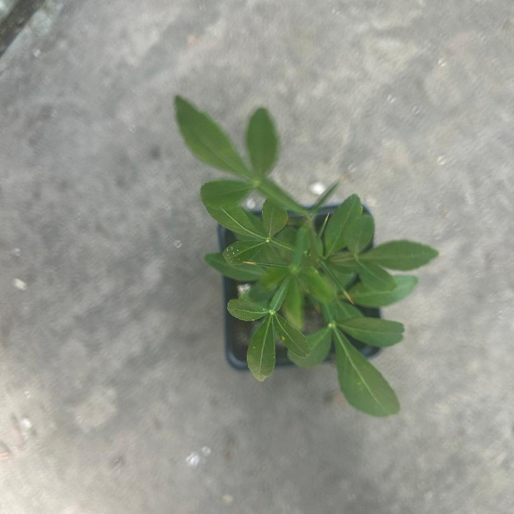Hardy Orange Live Tree – Poncirus trifoliata – Cold-Hardy Citrus