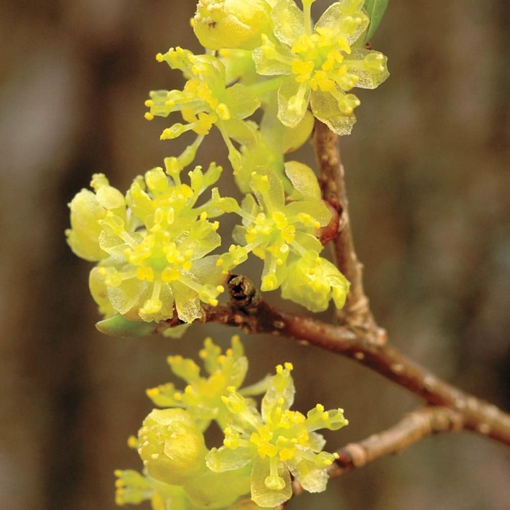 Spicebush Lindera flowers