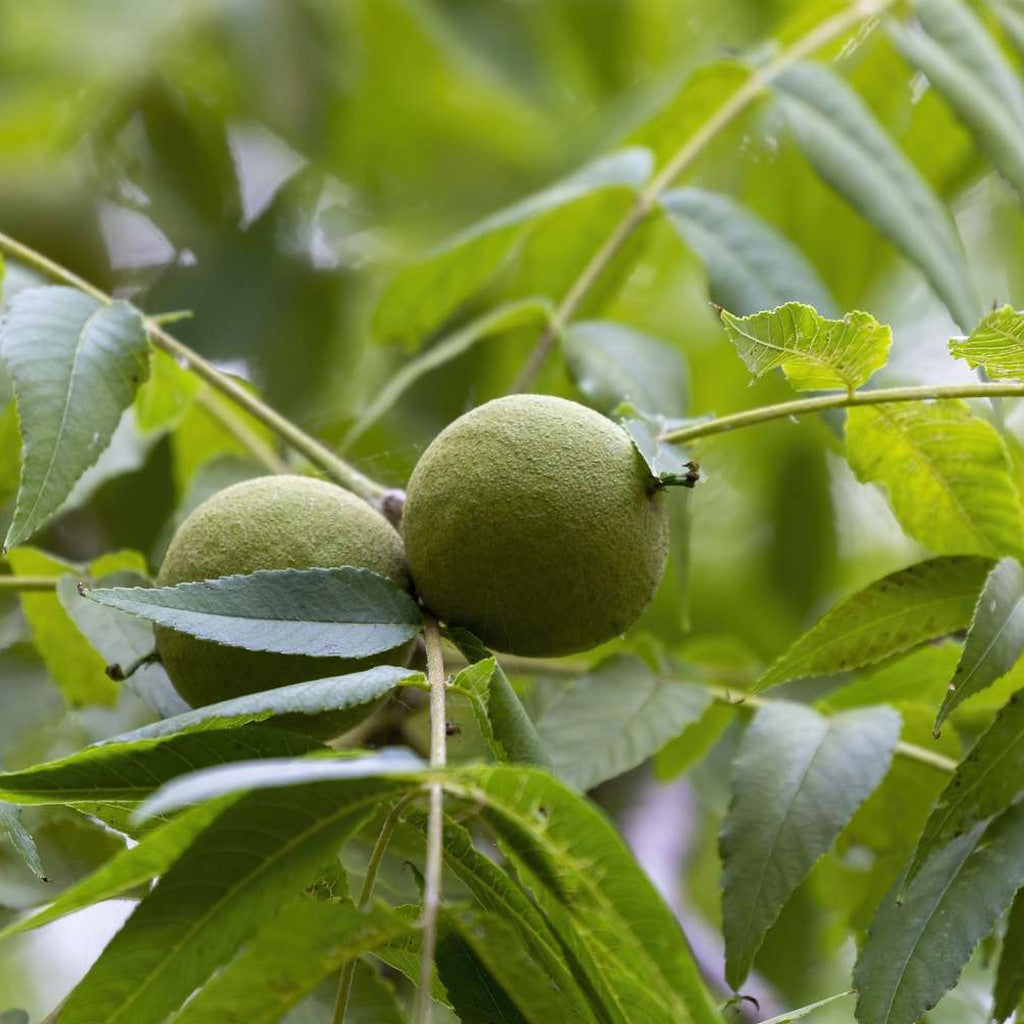 Walnut plant detail
