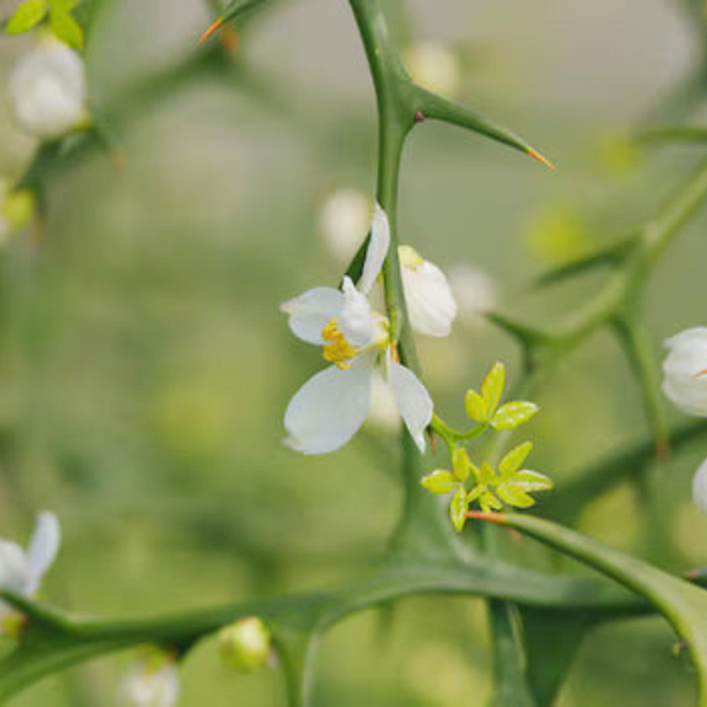 Hardy Orange Live Tree – Poncirus trifoliata – Cold-Hardy Citrus — plant detail