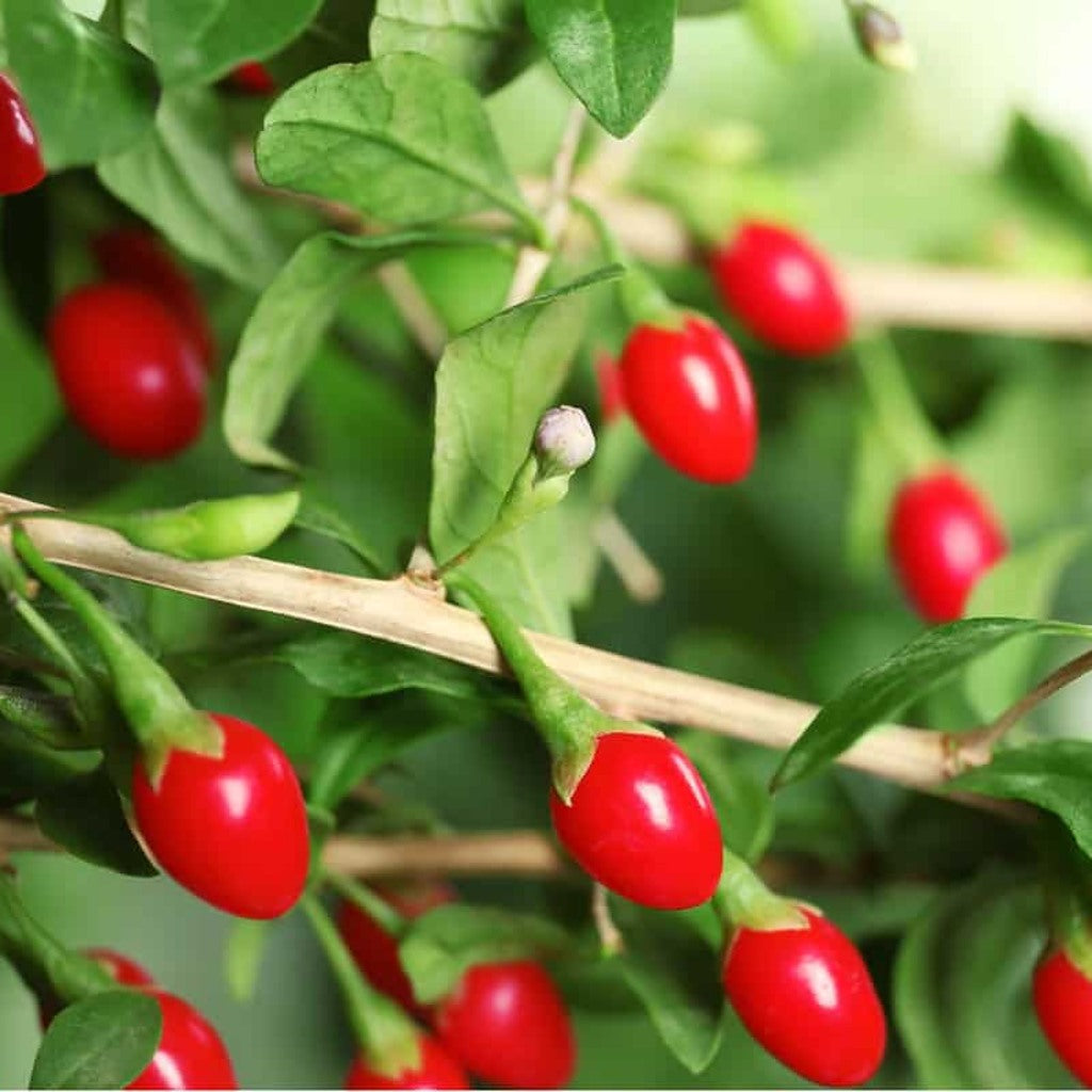 Goji Berry Live Plants – Productive Fruiting Shrub, High Antioxidants, Perennial, Zones 5–9 — plant detail